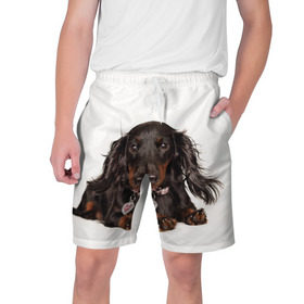 Мужские шорты 3D с принтом Карликовая такса в Тюмени,  полиэстер 100% | прямой крой, два кармана без застежек по бокам. Мягкая трикотажная резинка на поясе, внутри которой широкие завязки. Длина чуть выше колен | животное | карликовая такса | порода | собака