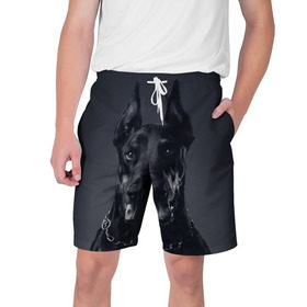 Мужские шорты 3D с принтом Доберман в Тюмени,  полиэстер 100% | прямой крой, два кармана без застежек по бокам. Мягкая трикотажная резинка на поясе, внутри которой широкие завязки. Длина чуть выше колен | доберман | животное | порода | собака