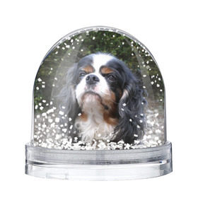 Снежный шар с принтом Кинг чарльз спаниель в Тюмени, Пластик | Изображение внутри шара печатается на глянцевой фотобумаге с двух сторон | животное | кинг чарльз спаниель | порода | собака