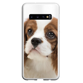 Чехол для Samsung Galaxy S10 с принтом Кинг чарльз спаниель в Тюмени, Силикон | Область печати: задняя сторона чехла, без боковых панелей | Тематика изображения на принте: животное | кинг чарльз спаниель | порода | собака