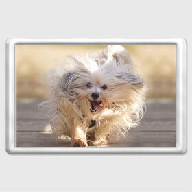 Магнит 45*70 с принтом Мохнатая собака в Тюмени, Пластик | Размер: 78*52 мм; Размер печати: 70*45 | животное | мохнатая собака | порода | собака