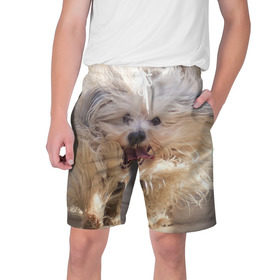 Мужские шорты 3D с принтом Мохнатая собака в Тюмени,  полиэстер 100% | прямой крой, два кармана без застежек по бокам. Мягкая трикотажная резинка на поясе, внутри которой широкие завязки. Длина чуть выше колен | животное | мохнатая собака | порода | собака