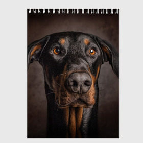 Скетчбук с принтом Доберман в Тюмени, 100% бумага
 | 48 листов, плотность листов — 100 г/м2, плотность картонной обложки — 250 г/м2. Листы скреплены сверху удобной пружинной спиралью | Тематика изображения на принте: доберман | животное | порода | собака