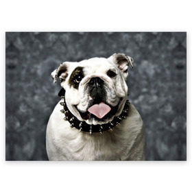 Поздравительная открытка с принтом Английский бульдог в Тюмени, 100% бумага | плотность бумаги 280 г/м2, матовая, на обратной стороне линовка и место для марки
 | животное | порода | собака | французский бульдог