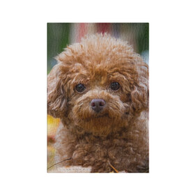 Обложка для паспорта матовая кожа с принтом Пудель в Тюмени, натуральная матовая кожа | размер 19,3 х 13,7 см; прозрачные пластиковые крепления | Тематика изображения на принте: животное | порода | пудель | собака | щенок