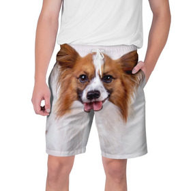 Мужские шорты 3D с принтом Папийон в Тюмени,  полиэстер 100% | прямой крой, два кармана без застежек по бокам. Мягкая трикотажная резинка на поясе, внутри которой широкие завязки. Длина чуть выше колен | животное | папийон | порода | собака