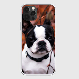 Чехол для iPhone 12 Pro Max с принтом Бостон Терьер в Тюмени, Силикон |  | Тематика изображения на принте: животное | порода | собака | французский бульдог