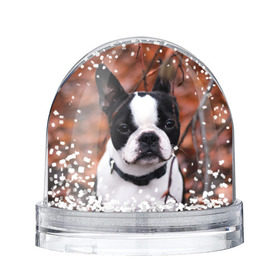 Снежный шар с принтом Бостон Терьер в Тюмени, Пластик | Изображение внутри шара печатается на глянцевой фотобумаге с двух сторон | Тематика изображения на принте: животное | порода | собака | французский бульдог