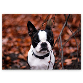 Поздравительная открытка с принтом Бостон Терьер в Тюмени, 100% бумага | плотность бумаги 280 г/м2, матовая, на обратной стороне линовка и место для марки
 | животное | порода | собака | французский бульдог