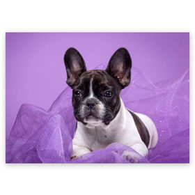 Поздравительная открытка с принтом Французский бульдог в Тюмени, 100% бумага | плотность бумаги 280 г/м2, матовая, на обратной стороне линовка и место для марки
 | животное | порода | собака | французский бульдог