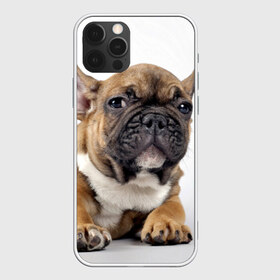 Чехол для iPhone 12 Pro Max с принтом Французский бульдог в Тюмени, Силикон |  | Тематика изображения на принте: животное | порода | собака | французский бульдог