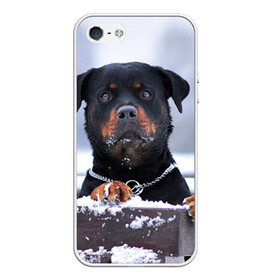 Чехол для iPhone 5/5S матовый с принтом Ротвейлер в Тюмени, Силикон | Область печати: задняя сторона чехла, без боковых панелей | животное | порода | ротвейлер | собака