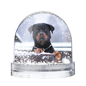 Снежный шар с принтом Ротвейлер в Тюмени, Пластик | Изображение внутри шара печатается на глянцевой фотобумаге с двух сторон | животное | порода | ротвейлер | собака