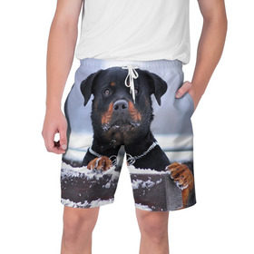 Мужские шорты 3D с принтом Ротвейлер в Тюмени,  полиэстер 100% | прямой крой, два кармана без застежек по бокам. Мягкая трикотажная резинка на поясе, внутри которой широкие завязки. Длина чуть выше колен | животное | порода | ротвейлер | собака