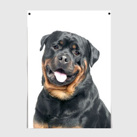 Постер с принтом Ротвейлер в Тюмени, 100% бумага
 | бумага, плотность 150 мг. Матовая, но за счет высокого коэффициента гладкости имеет небольшой блеск и дает на свету блики, но в отличии от глянцевой бумаги не покрыта лаком | животное | порода | ротвейлер | собака
