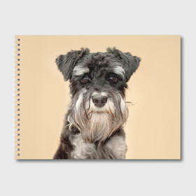 Альбом для рисования с принтом Цвергшнауцер в Тюмени, 100% бумага
 | матовая бумага, плотность 200 мг. | животное | порода | собака | цвергшнауцер