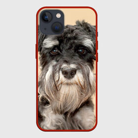 Чехол для iPhone 13 с принтом Цвергшнауцер в Тюмени,  |  | животное | порода | собака | цвергшнауцер