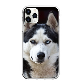 Чехол для iPhone 11 Pro матовый с принтом Хаски в Тюмени, Силикон |  | бандит | животное | порода | собака | хаски | хаски бандит