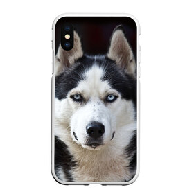 Чехол для iPhone XS Max матовый с принтом Хаски в Тюмени, Силикон | Область печати: задняя сторона чехла, без боковых панелей | бандит | животное | порода | собака | хаски | хаски бандит