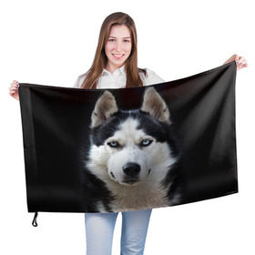 Флаг 3D с принтом Хаски в Тюмени, 100% полиэстер | плотность ткани — 95 г/м2, размер — 67 х 109 см. Принт наносится с одной стороны | бандит | животное | порода | собака | хаски | хаски бандит