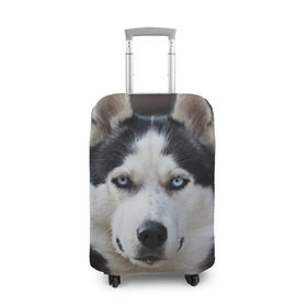 Чехол для чемодана 3D с принтом Хаски в Тюмени, 86% полиэфир, 14% спандекс | двустороннее нанесение принта, прорези для ручек и колес | бандит | животное | порода | собака | хаски | хаски бандит