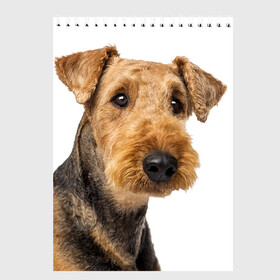 Скетчбук с принтом Эрдельтерьер в Тюмени, 100% бумага
 | 48 листов, плотность листов — 100 г/м2, плотность картонной обложки — 250 г/м2. Листы скреплены сверху удобной пружинной спиралью | Тематика изображения на принте: животное | порода | собака | эрдельтерьер