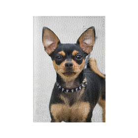 Обложка для паспорта матовая кожа с принтом Чихуахуа в Тюмени, натуральная матовая кожа | размер 19,3 х 13,7 см; прозрачные пластиковые крепления | Тематика изображения на принте: животное | порода | собака | чихуахуа