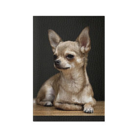 Обложка для паспорта матовая кожа с принтом Чихуахуа в Тюмени, натуральная матовая кожа | размер 19,3 х 13,7 см; прозрачные пластиковые крепления | Тематика изображения на принте: животное | порода | собака | чихуахуа