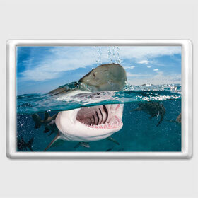 Магнит 45*70 с принтом Хищная акула в Тюмени, Пластик | Размер: 78*52 мм; Размер печати: 70*45 | акула | море | океан | природа | хищник