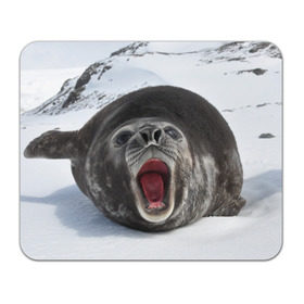 Коврик прямоугольный с принтом Морской тюлень в Тюмени, натуральный каучук | размер 230 х 185 мм; запечатка лицевой стороны | животное | зима | море | океан | снег | тюлень