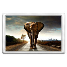 Магнит 45*70 с принтом Дикий слон в Тюмени, Пластик | Размер: 78*52 мм; Размер печати: 70*45 | слон