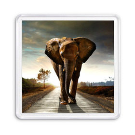 Магнит 55*55 с принтом Дикий слон в Тюмени, Пластик | Размер: 65*65 мм; Размер печати: 55*55 мм | слон