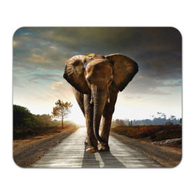Коврик прямоугольный с принтом Дикий слон в Тюмени, натуральный каучук | размер 230 х 185 мм; запечатка лицевой стороны | слон