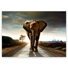 Поздравительная открытка с принтом Дикий слон в Тюмени, 100% бумага | плотность бумаги 280 г/м2, матовая, на обратной стороне линовка и место для марки
 | Тематика изображения на принте: слон