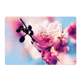 Магнитный плакат 3Х2 с принтом Цветущая вишня в Тюмени, Полимерный материал с магнитным слоем | 6 деталей размером 9*9 см | вишня | дерево | небо | природа | черешня | ягода