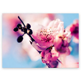 Поздравительная открытка с принтом Цветущая вишня в Тюмени, 100% бумага | плотность бумаги 280 г/м2, матовая, на обратной стороне линовка и место для марки
 | вишня | дерево | небо | природа | черешня | ягода