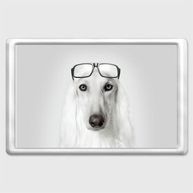 Магнит 45*70 с принтом Собака в очках в Тюмени, Пластик | Размер: 78*52 мм; Размер печати: 70*45 | Тематика изображения на принте: афганская | белая | борзая | в очках | животное | очки | прикол | собака