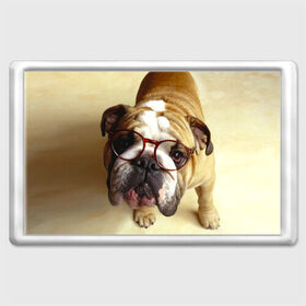 Магнит 45*70 с принтом Бульдог в очках в Тюмени, Пластик | Размер: 78*52 мм; Размер печати: 70*45 | бульдог в очках | домашнее | животное | очки | пес | прикол | собака | умный | ученый