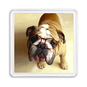 Магнит 55*55 с принтом Бульдог в очках в Тюмени, Пластик | Размер: 65*65 мм; Размер печати: 55*55 мм | бульдог в очках | домашнее | животное | очки | пес | прикол | собака | умный | ученый