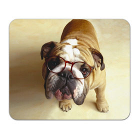 Коврик прямоугольный с принтом Бульдог в очках в Тюмени, натуральный каучук | размер 230 х 185 мм; запечатка лицевой стороны | бульдог в очках | домашнее | животное | очки | пес | прикол | собака | умный | ученый