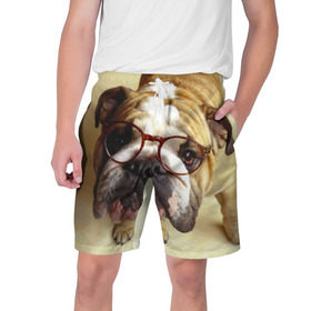 Мужские шорты 3D с принтом Бульдог в очках в Тюмени,  полиэстер 100% | прямой крой, два кармана без застежек по бокам. Мягкая трикотажная резинка на поясе, внутри которой широкие завязки. Длина чуть выше колен | бульдог в очках | домашнее | животное | очки | пес | прикол | собака | умный | ученый
