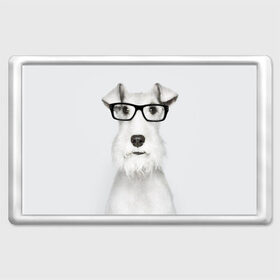 Магнит 45*70 с принтом Собака в очках в Тюмени, Пластик | Размер: 78*52 мм; Размер печати: 70*45 | белый | домашнее | животное | очки | пес | прикол | собака в очках | умный | ученый | эрдельтерьер