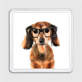 Магнит 55*55 с принтом Собака в очках в Тюмени, Пластик | Размер: 65*65 мм; Размер печати: 55*55 мм | домашнее | животное | очки | пес | прикол | собака в очках | умный | ученый