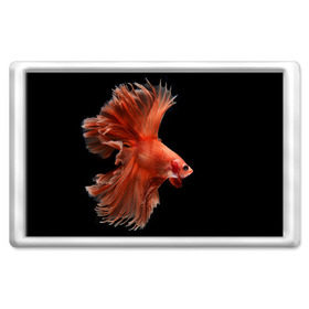 Магнит 45*70 с принтом Бойцовая рыбка в Тюмени, Пластик | Размер: 78*52 мм; Размер печати: 70*45 | аквариумная | бойцовая | красивый | плавники | рыба | рыбка | хвост | япаонская