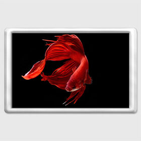 Магнит 45*70 с принтом Бойцовая рыбка в Тюмени, Пластик | Размер: 78*52 мм; Размер печати: 70*45 | Тематика изображения на принте: 