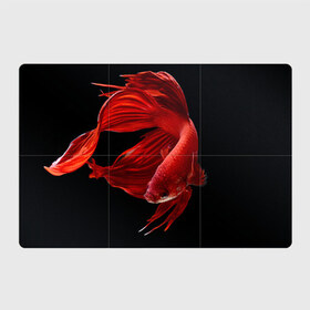 Магнитный плакат 3Х2 с принтом Бойцовая рыбка в Тюмени, Полимерный материал с магнитным слоем | 6 деталей размером 9*9 см | Тематика изображения на принте: 