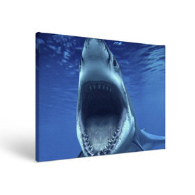 Холст прямоугольный с принтом Белая акула в Тюмени, 100% ПВХ |  | Тематика изображения на принте: shark | море | синий