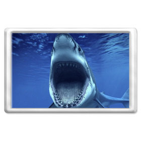 Магнит 45*70 с принтом Белая акула в Тюмени, Пластик | Размер: 78*52 мм; Размер печати: 70*45 | Тематика изображения на принте: shark | море | синий