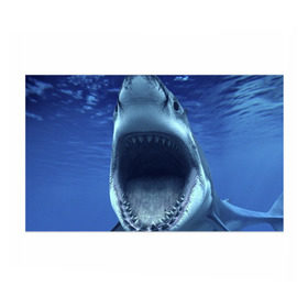 Бумага для упаковки 3D с принтом Белая акула в Тюмени, пластик и полированная сталь | круглая форма, металлическое крепление в виде кольца | Тематика изображения на принте: shark | море | синий