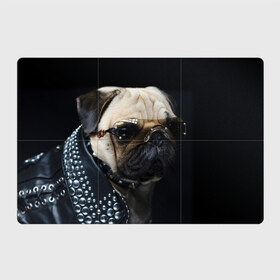 Магнитный плакат 3Х2 с принтом Бульдог в очках в Тюмени, Полимерный материал с магнитным слоем | 6 деталей размером 9*9 см | бульдог в очках | домашнее | животное | клепки | кожа | металлист | очки | пес | прикол | рокер | собака | умный | ученый | французский
